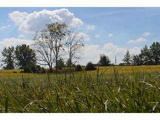 Property photo 15 - LAND AUCTION - 99+/- Acres offered in 4 Tracts or Combinations in Allen County